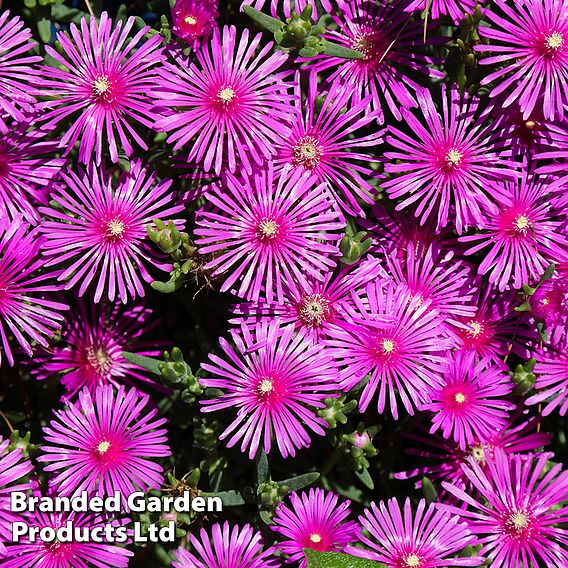 Delosperma Hardy Collection