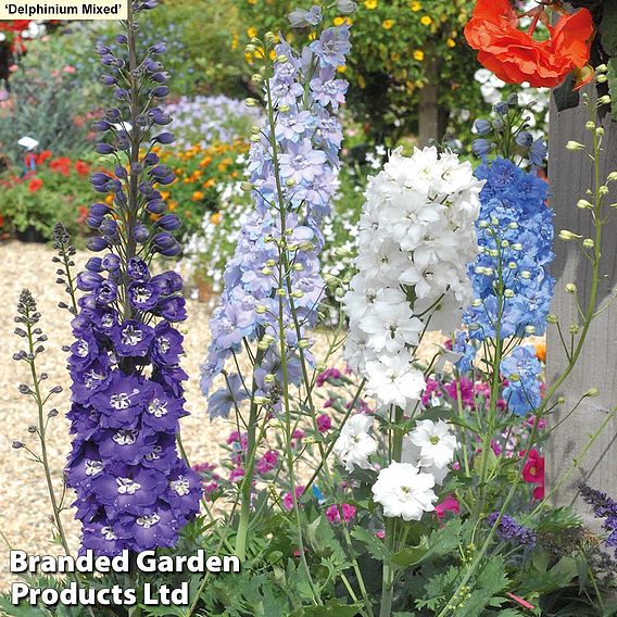 129 Bulb & Perennial Bumper Pack