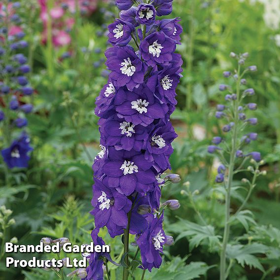 Delphinium 'Dark Blue & White Bee'