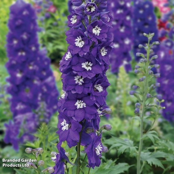Chelsea Flower Show Plant Bundle