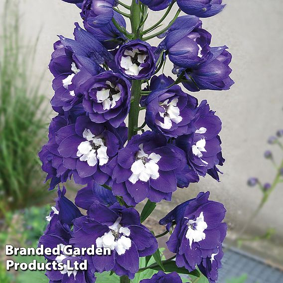 Delphinium Magic Fountains 'White Dark Bee'