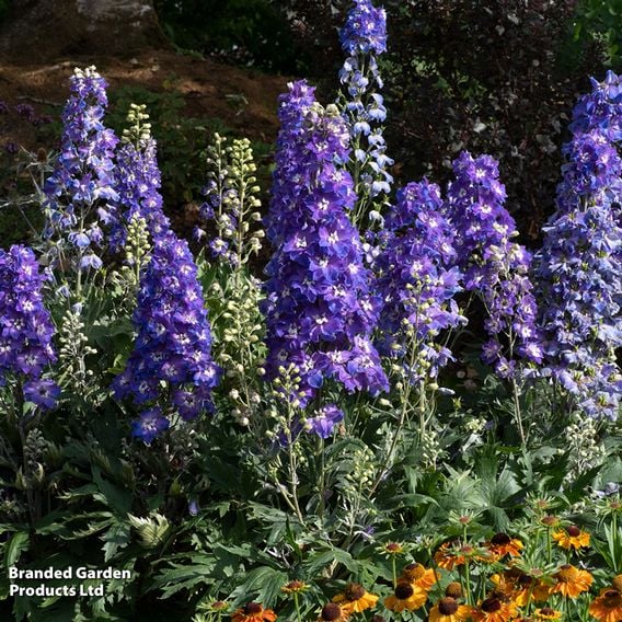 Delphinium 'Delgenius Glitzy'