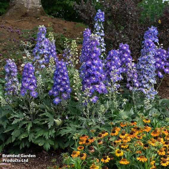 Delphinium 'Delgenius Glitzy'