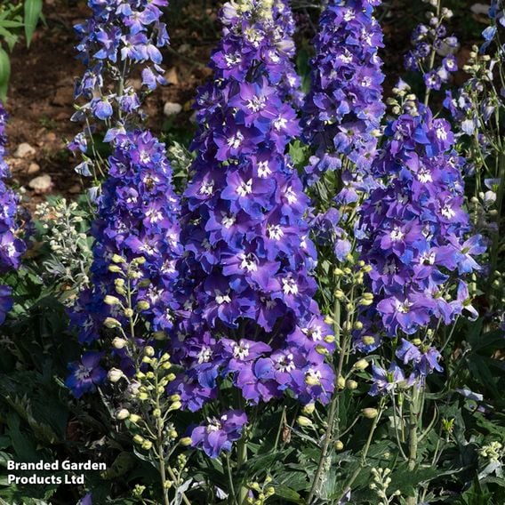 Delphinium 'Delgenius Glitzy'