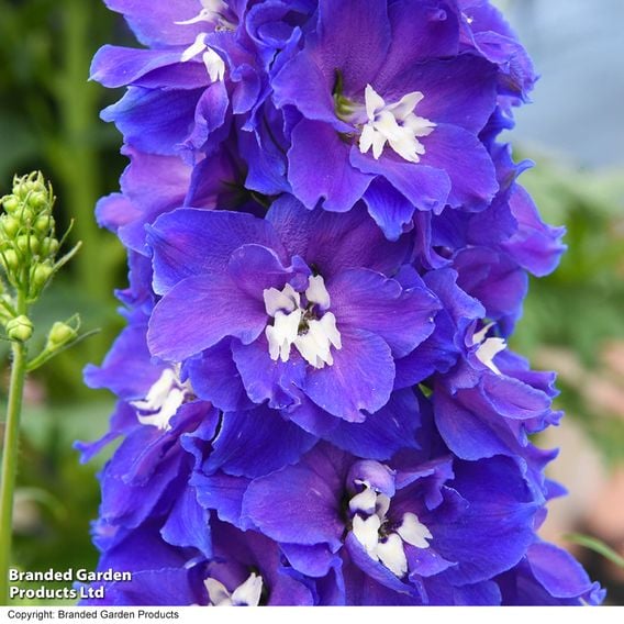 Delphinium 'Delgenius Glitzy'