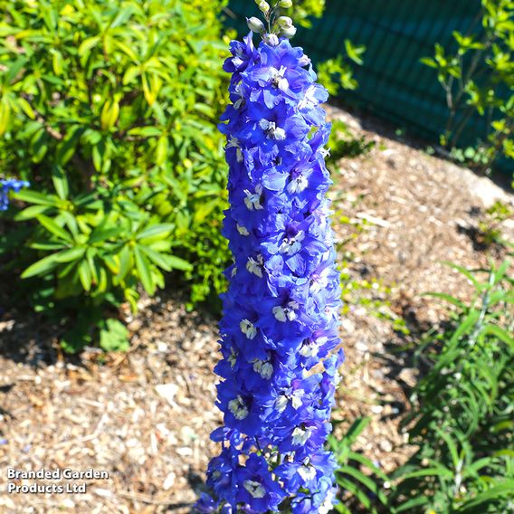 Delphinium Pacific Giants Legend Collection
