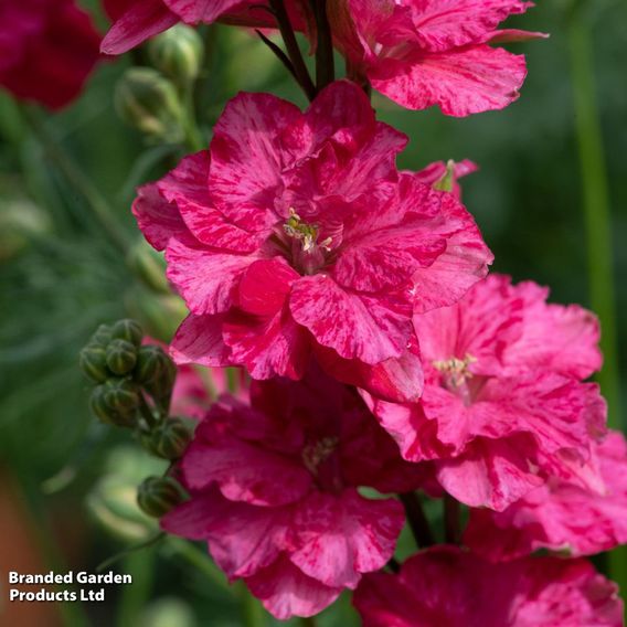 Larkspur 'King Scarlet' - Seeds