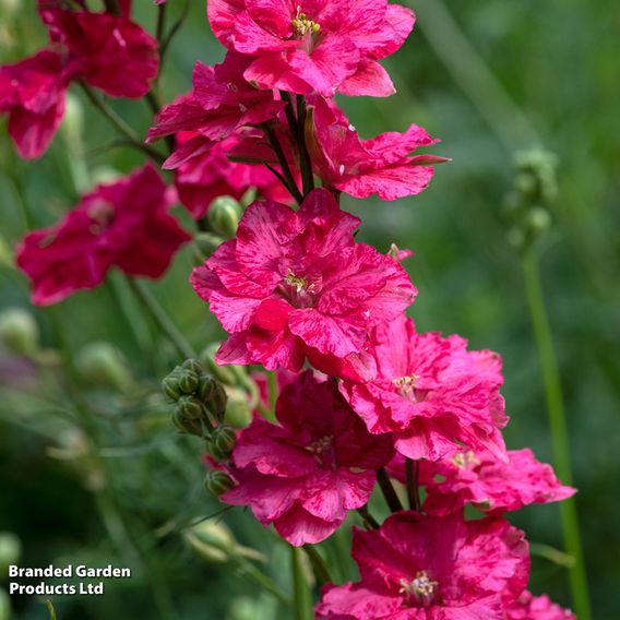 Larkspur 'King Scarlet' - Seeds