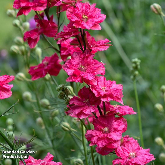Larkspur 'King Scarlet' - Seeds
