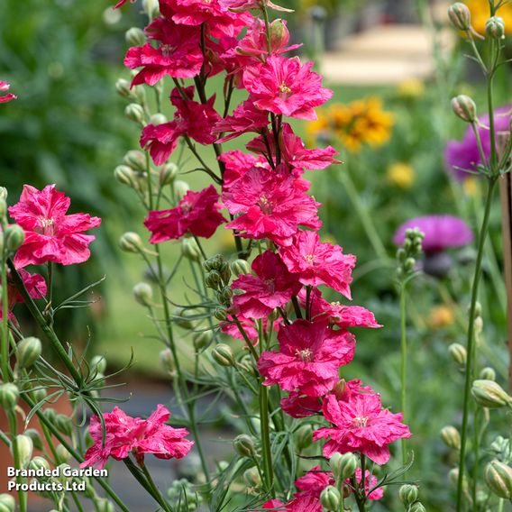 Larkspur 'King Scarlet' - Seeds