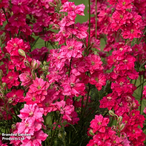 Larkspur 'King Scarlet' - Seeds