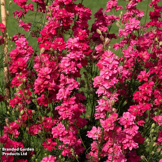 Larkspur 'King Scarlet' - Seeds