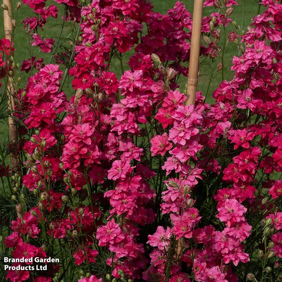 Larkspur 'King Scarlet' - Seeds