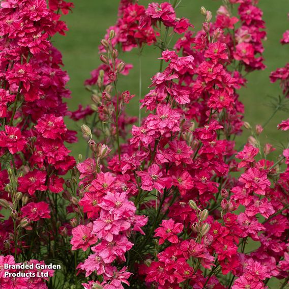 Larkspur 'King Scarlet' - Seeds