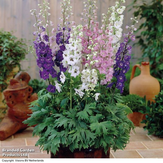 Delphinium 'Magic Fountains Mixed'