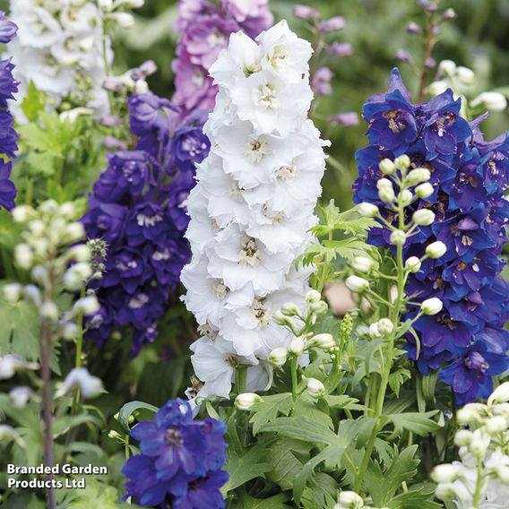 Delphinium 'Magic Fountains Mixed'