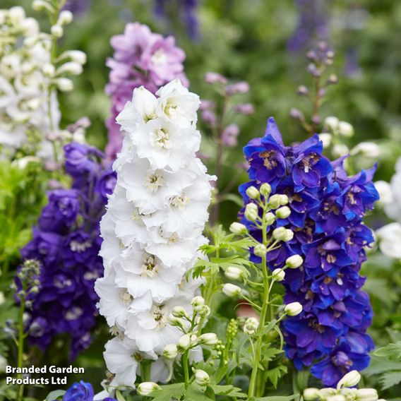 Delphinium 'Magic Fountains Mixed'