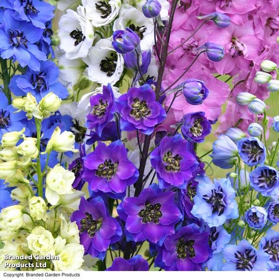Delphinium 'Magic Fountains Mix'