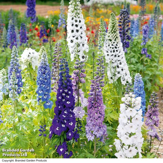 Delphinium 'Magic Fountains Mixed'