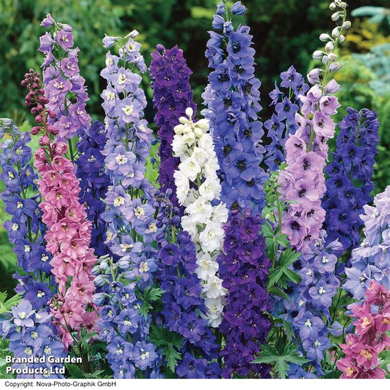 Delphinium 'Magic Fountains Mixed'