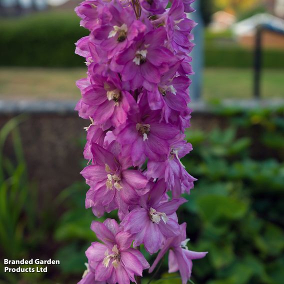 Delphinium Pacific Giants Legend Collection