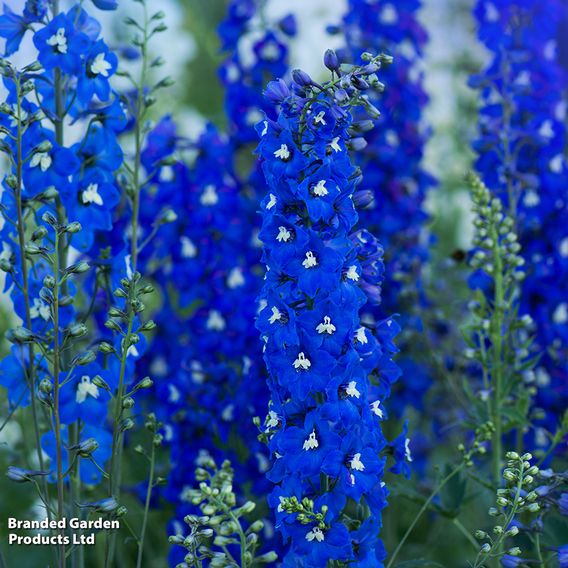 Delphinium Pacific Giants Legend Collection