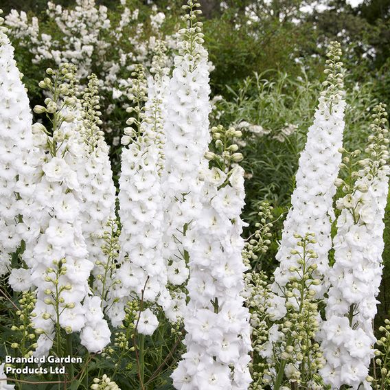Delphinium Pacific Giants Legend Collection