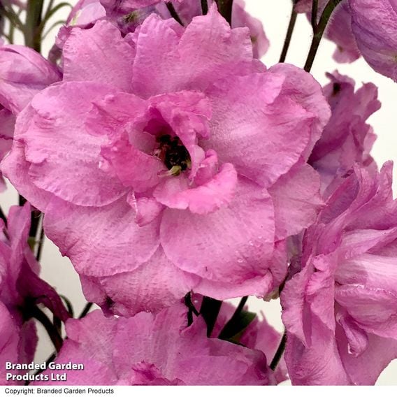 Delphinium 'Millennium Pink Punch'