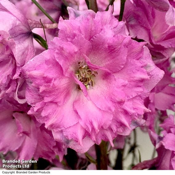 Delphinium 'Millennium Pink Punch'