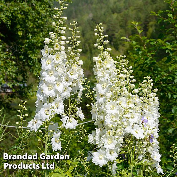 Delphinium 'White Swan'