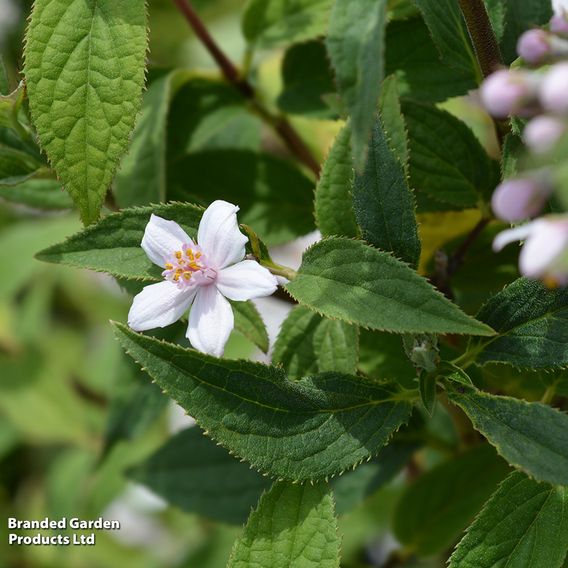 Deutzia x hybrida 'Mont Rose'