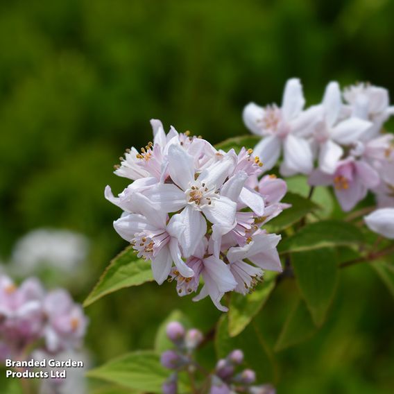 Deutzia x hybrida 'Mont Rose'