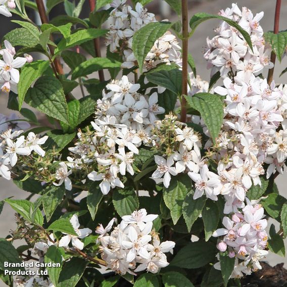 Deutzia x hybrida 'Mont Rose'