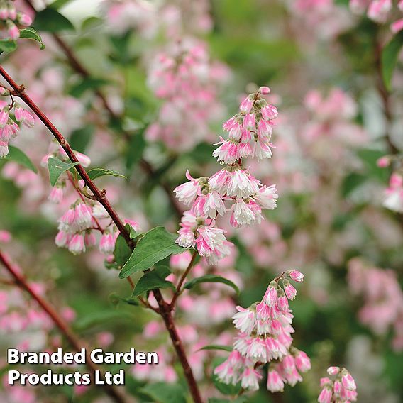 Deutzia scabra