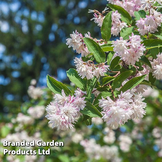 Deutzia scabra