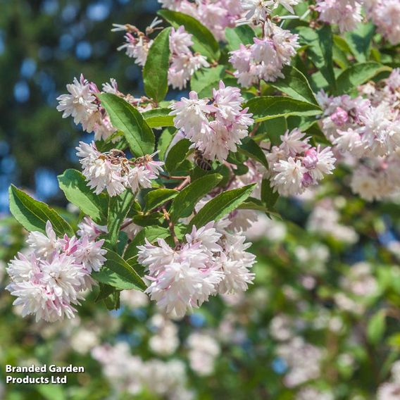 Spring Flowering Shrub Trio