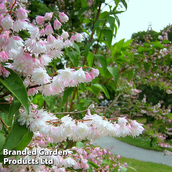 Deutzia scabra