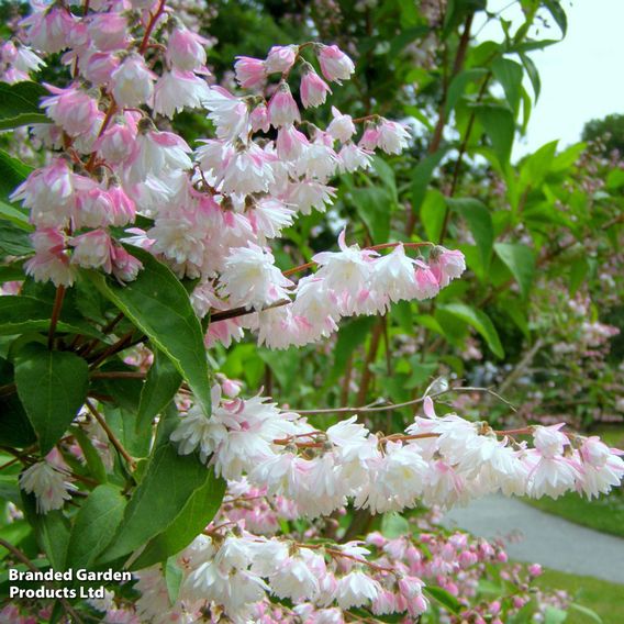 Spring Flowering Shrub Trio