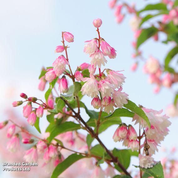 Spring Flowering Shrub Trio