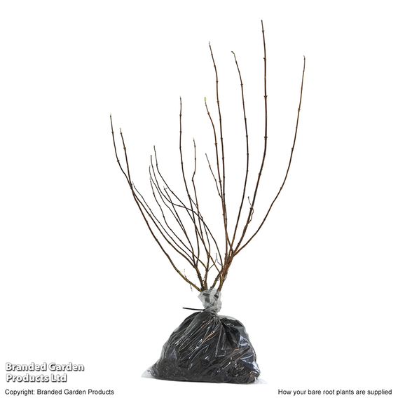 Spring Flowering Shrub Trio