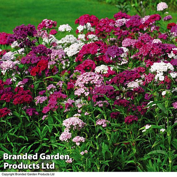 Dianthus 'Sweet William'