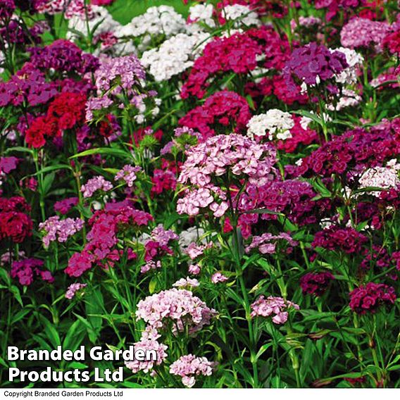 Dianthus 'Sweet William'