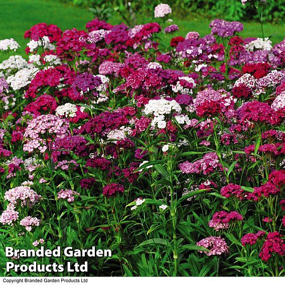 Dianthus 'Sweet William'