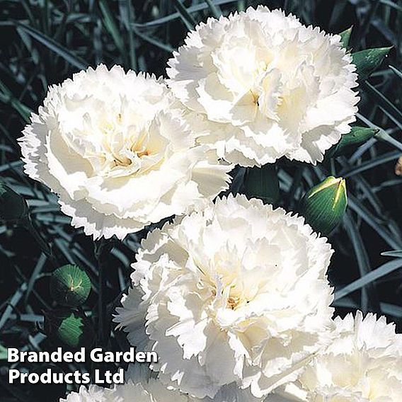 Dianthus 'Haytor White'