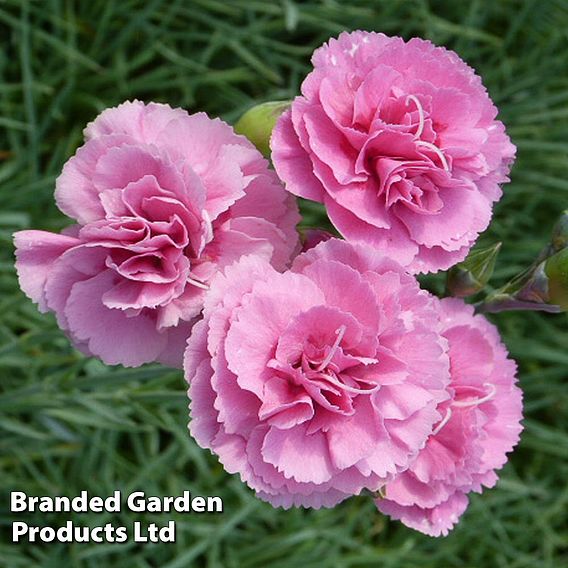 Dianthus 'Vlada Wyatt'