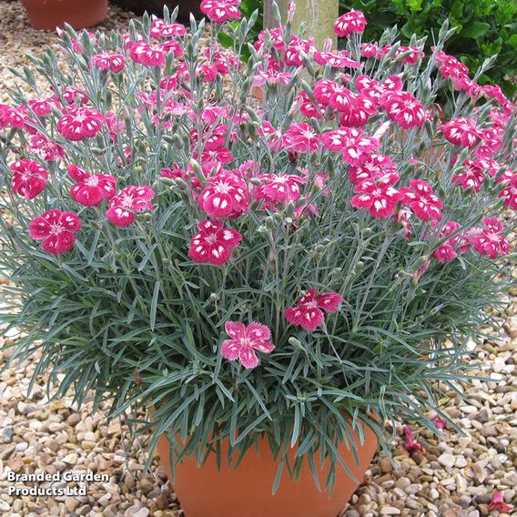 Dianthus 'Scent from Heaven Angel Of Desire'