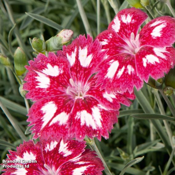 Dianthus 'Scent from Heaven Angel Of Desire'