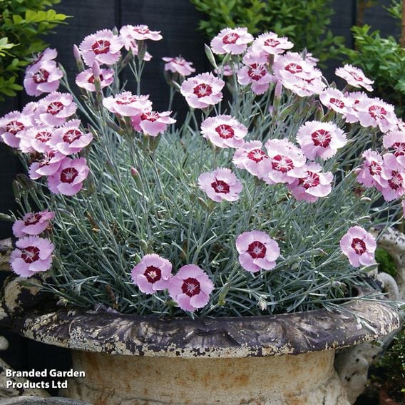 Dianthus 'Scent from Heaven Angel Of Peace'