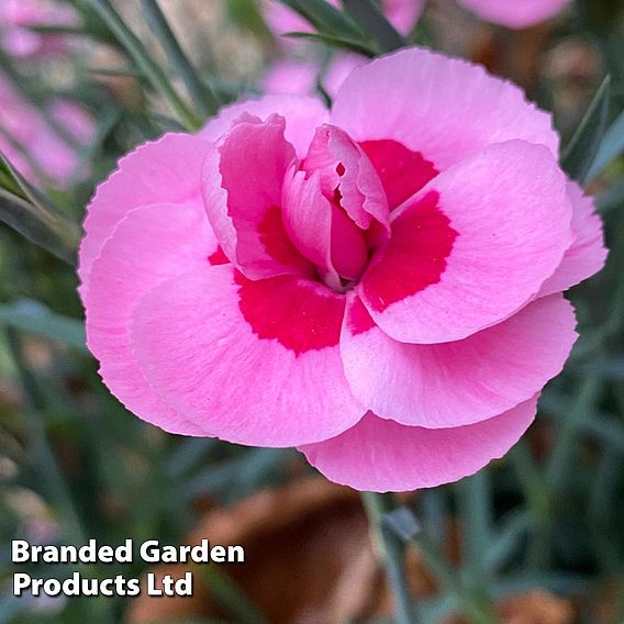 Dianthus 'Baby Doris'