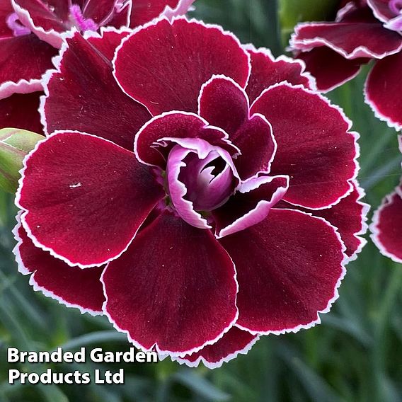 Dianthus 'Scented Pleasures Collection'